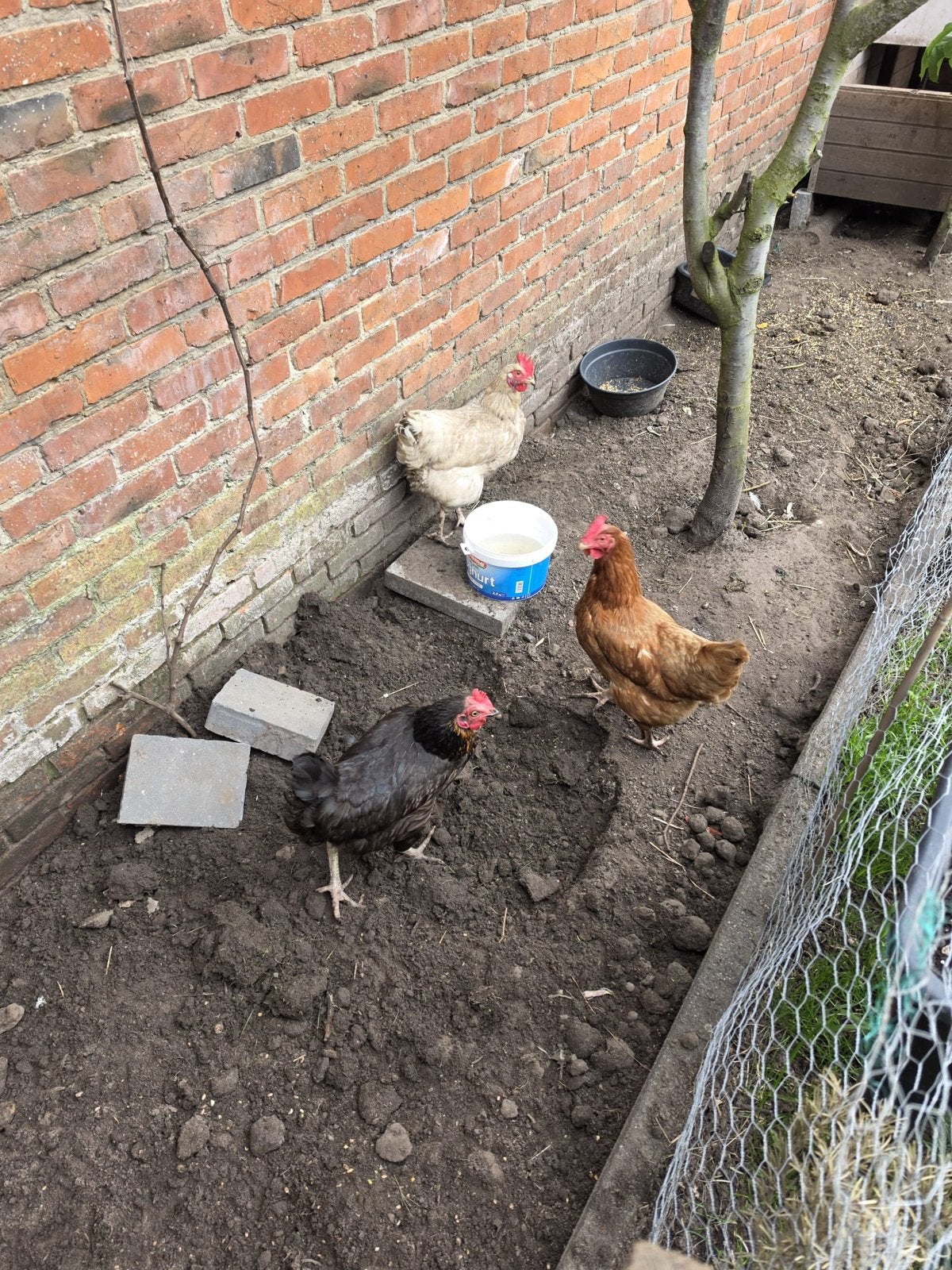 3 kippen en kippenhok en voederbak, Dieren en Toebehoren