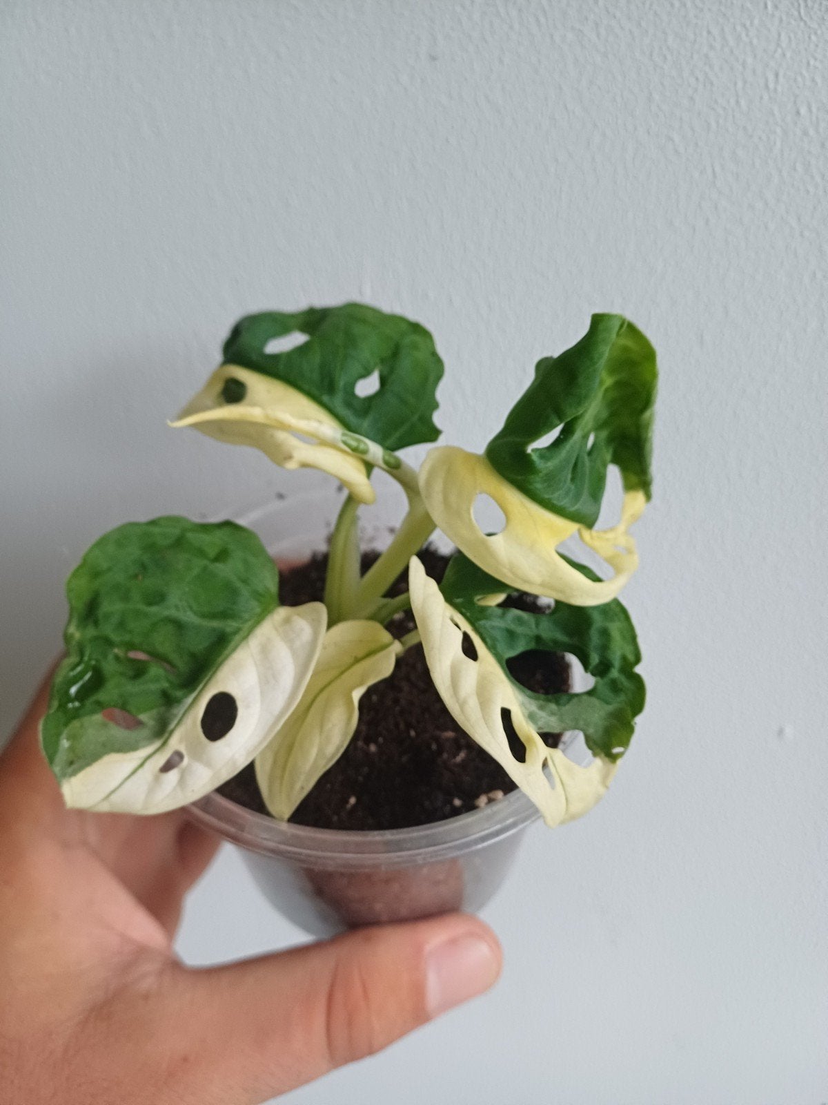 Monstera Adansonii Albo variegata "halfmoon", Autres espèces, En pot, Enlèvement ou Envoi, Moins de 100 cm