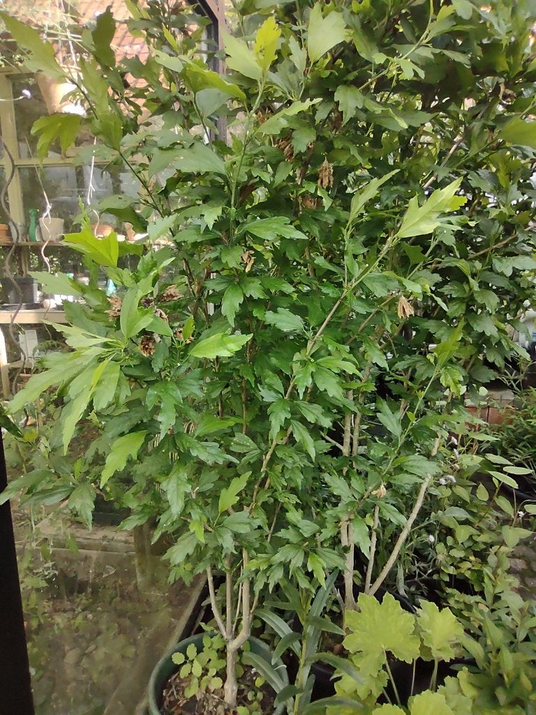 Hibiscus, Tuin en Terras, Ophalen, Overige soorten, Struik, 100 tot 250 cm