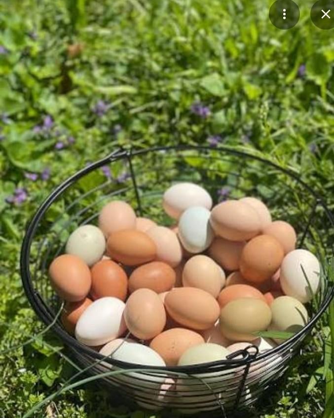 Verse bio eieren, Dieren en Toebehoren, Pluimvee