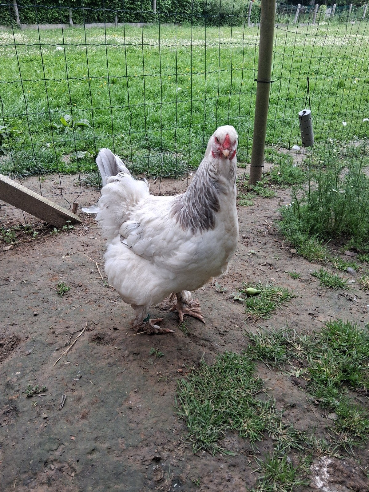 Brahma kippen te koop, Dieren en Toebehoren, Pluimvee, Vrouwelijk, Kip