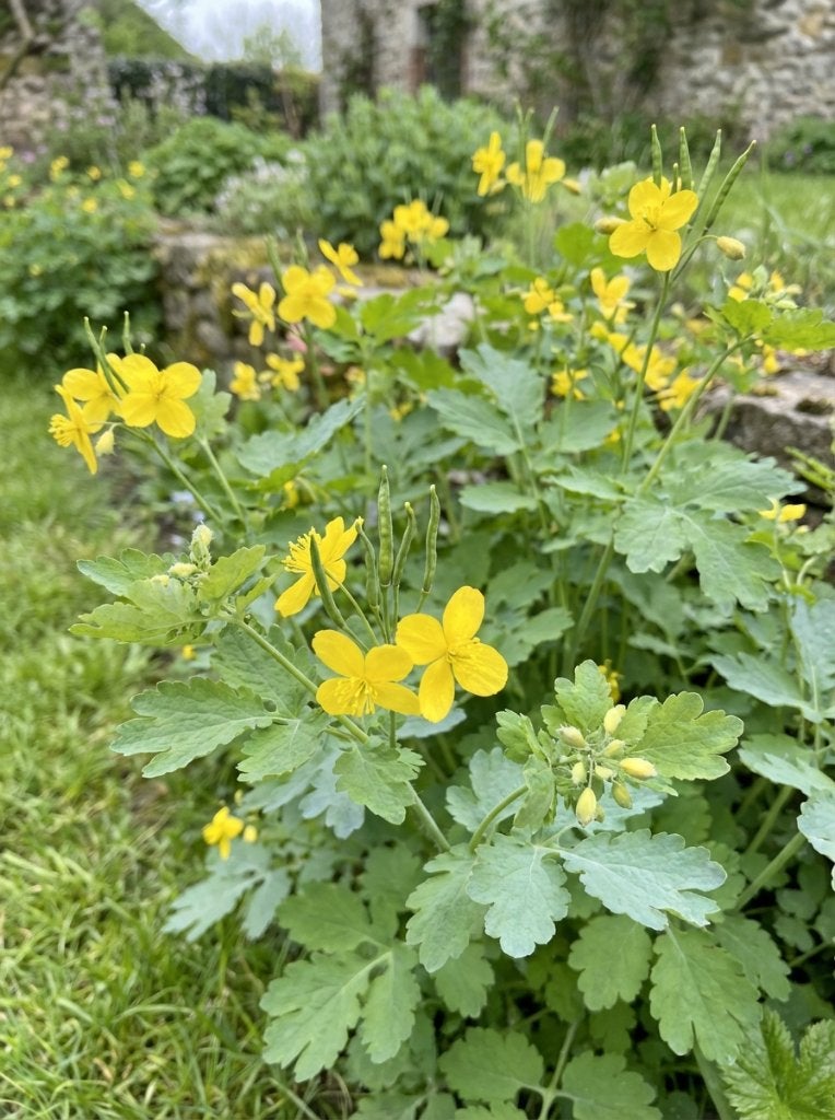 Chelidonium majus, stinkende gouwe, wrattenkruid P9, Tuin en Terras, Volle zon, Vaste plant, Zomer, Ophalen