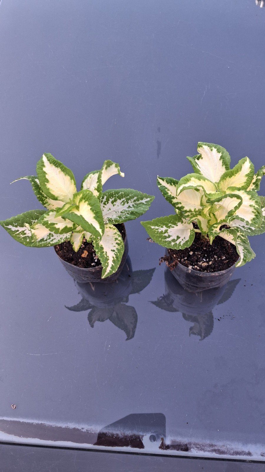 siernetel coleus gratis, Enlèvement