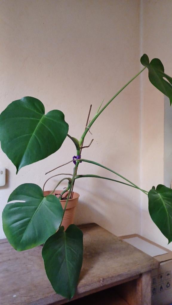 Monstera , jonge plant, Huis en Inrichting, Kamerplanten, Ophalen