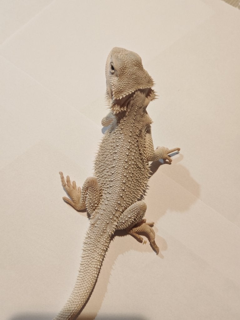 Jonge baardagamen geboren mei 2026, Dieren en Toebehoren, Hagedis, 0 tot 2 jaar