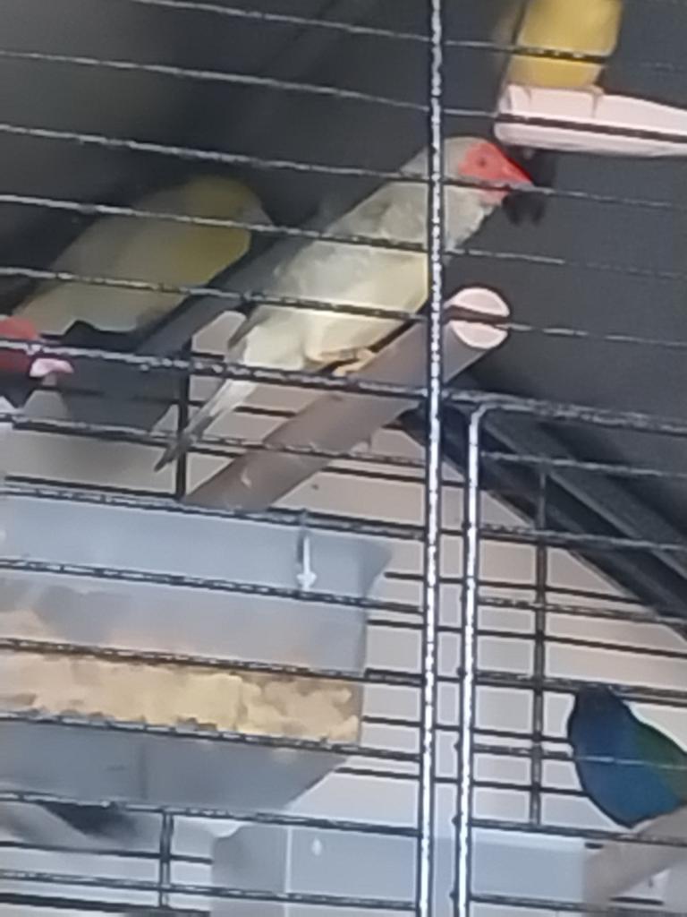 Bisenastrilde, Dieren en Toebehoren