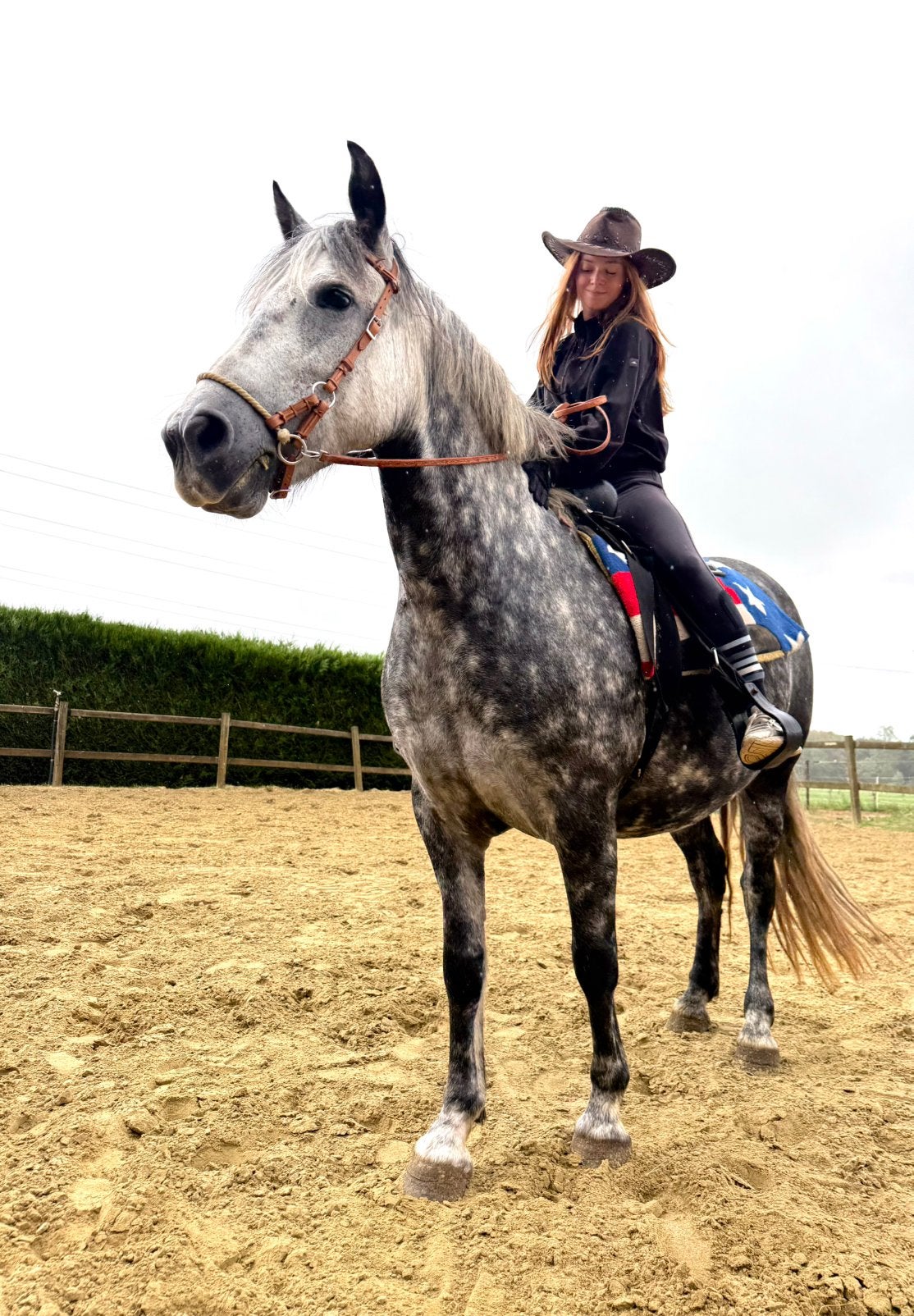 Frise Brave Cross x pré, Jument