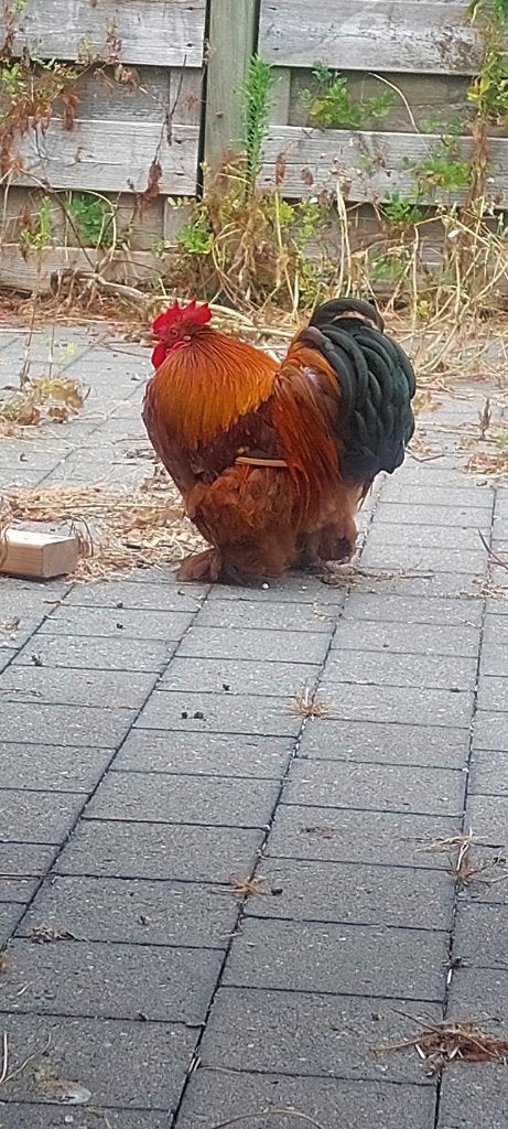 Coq, Mâle, Poule ou poulet