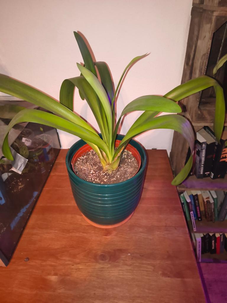 Grote Clivia (St. Jozefplant), Huis en Inrichting, Kamerplanten, Ophalen, Overige soorten, Halfschaduw, Minder dan 100 cm
