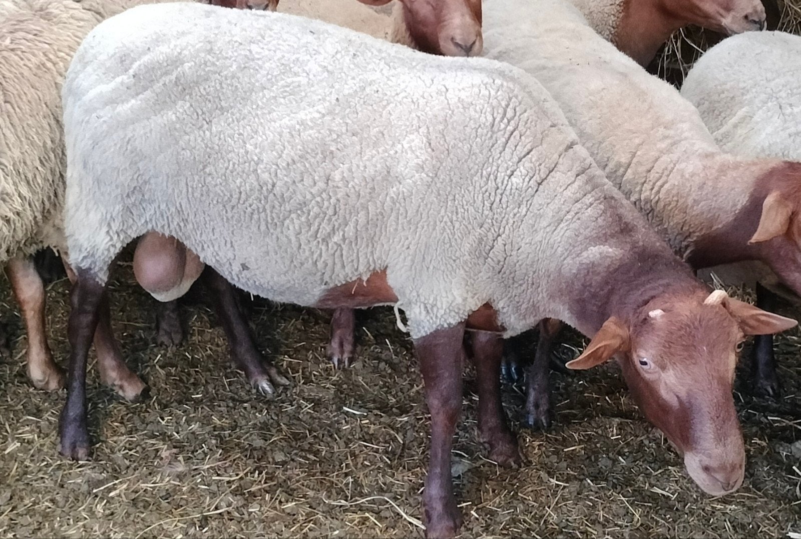 Deux Béliers Ardennais Roux et une brebis à vendre, Animaux & Accessoires
