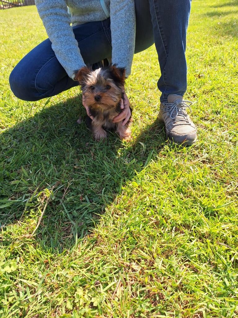 Yorkshire terriër pups, België, 8 tot 15 weken, Meerdere, Fokker | Professioneel