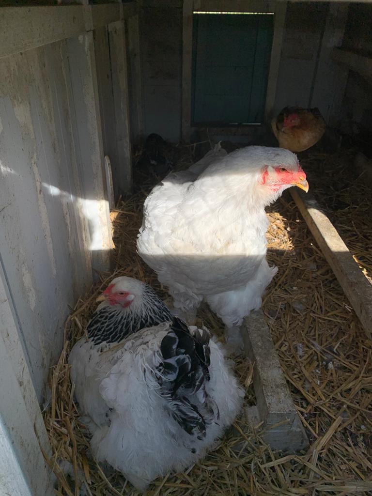 Oeufs fécondés de Brahma Pure race à vendre
