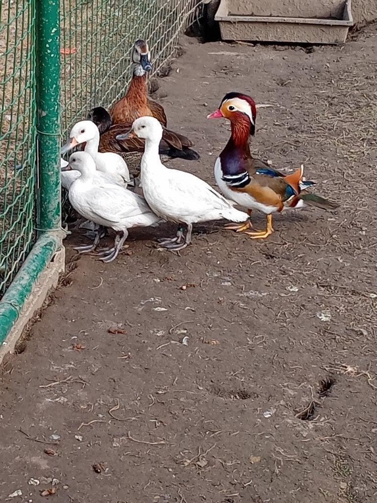 Siereenden zilverbahama's, Dieren en Toebehoren, Meerdere dieren, Eend