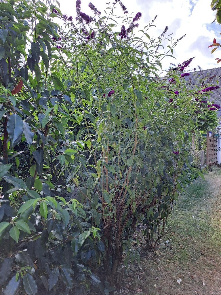 Vlinderboom  fuchsia - vaste plant - winterhard - 1m60, Ophalen, Vaste plant