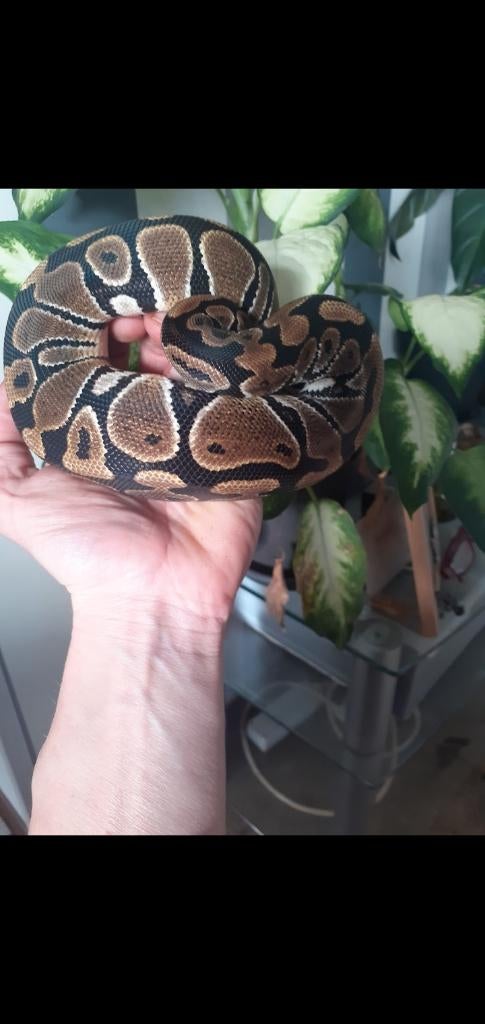 0.1 Python regius, Dieren en Toebehoren, Reptielen en Amfibieën, Slang, 0 tot 2 jaar