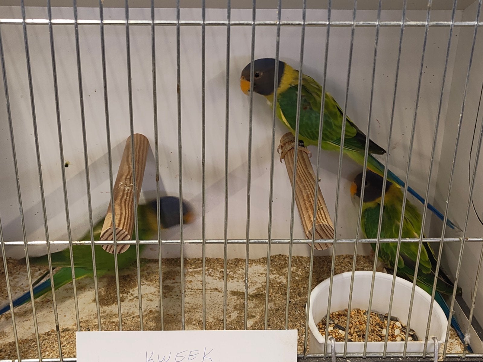 perruches à tête de pruneau 20-25, Plusieurs animaux, Perruche, Bagué