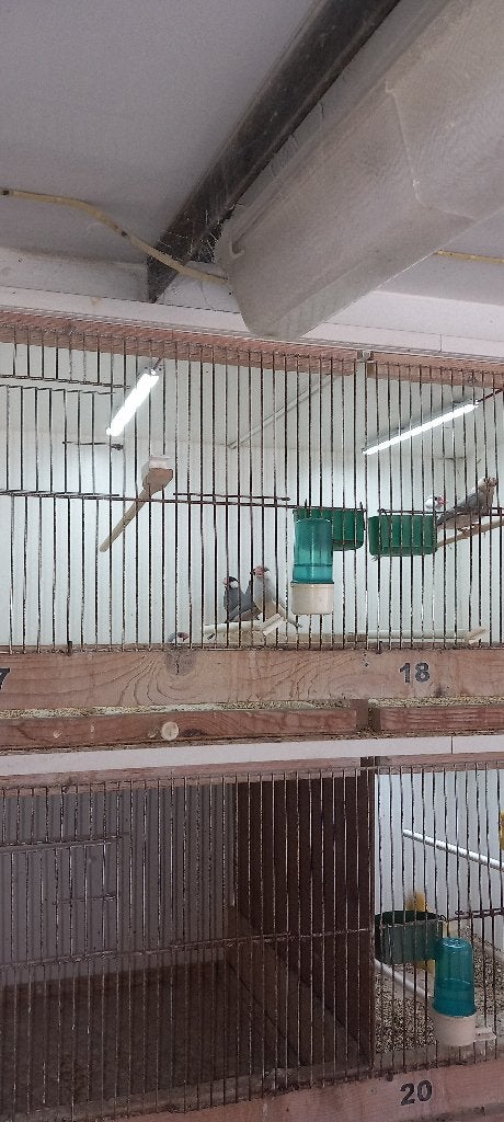 paddas, Dieren en Toebehoren, Geringd
