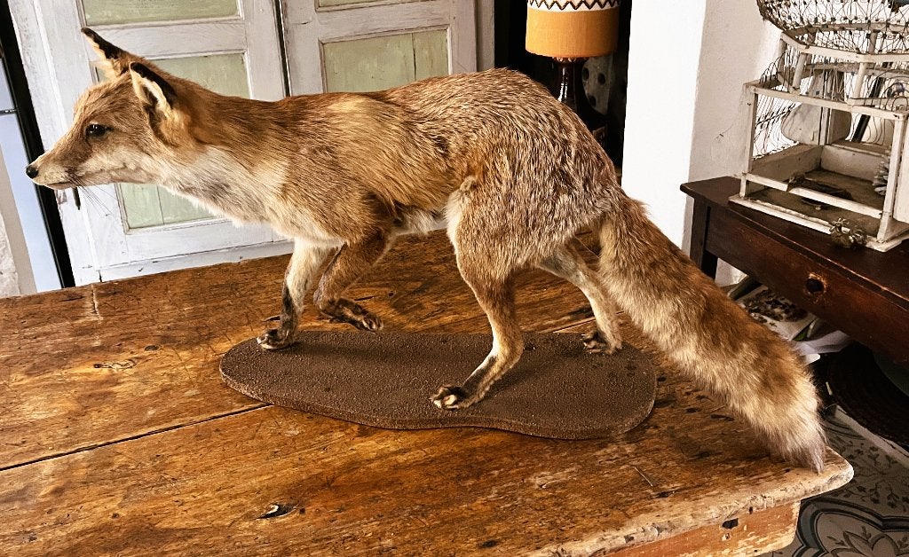 Taxidermie opgezette vos, Ophalen of Verzenden, Gebruikt, Wild dier, Opgezet dier