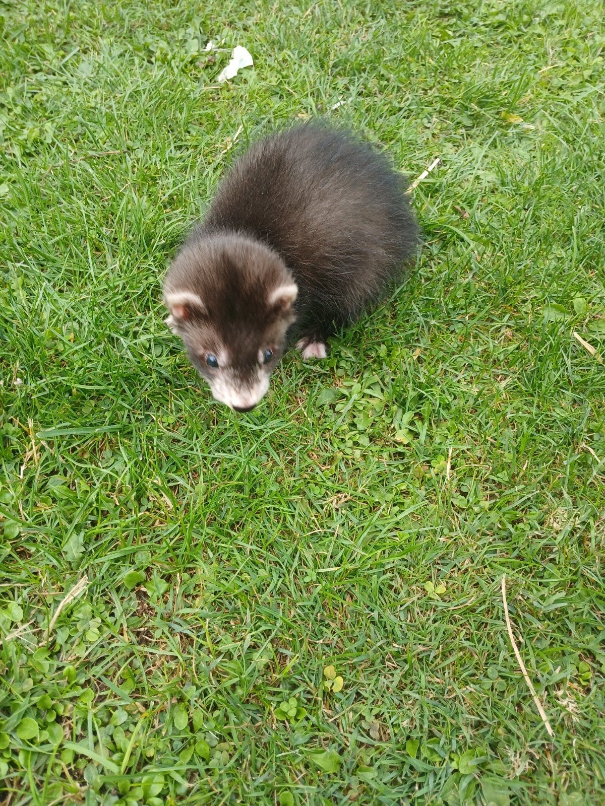 furet house furets, Animaux & Accessoires, Animaux Autre, Mai, Plusieurs animaux