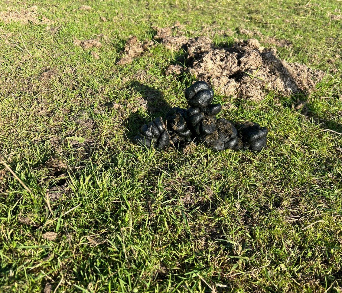 Zuivere paardenmest, Tuin en Terras, Aarde en Mest, Ophalen, Mest