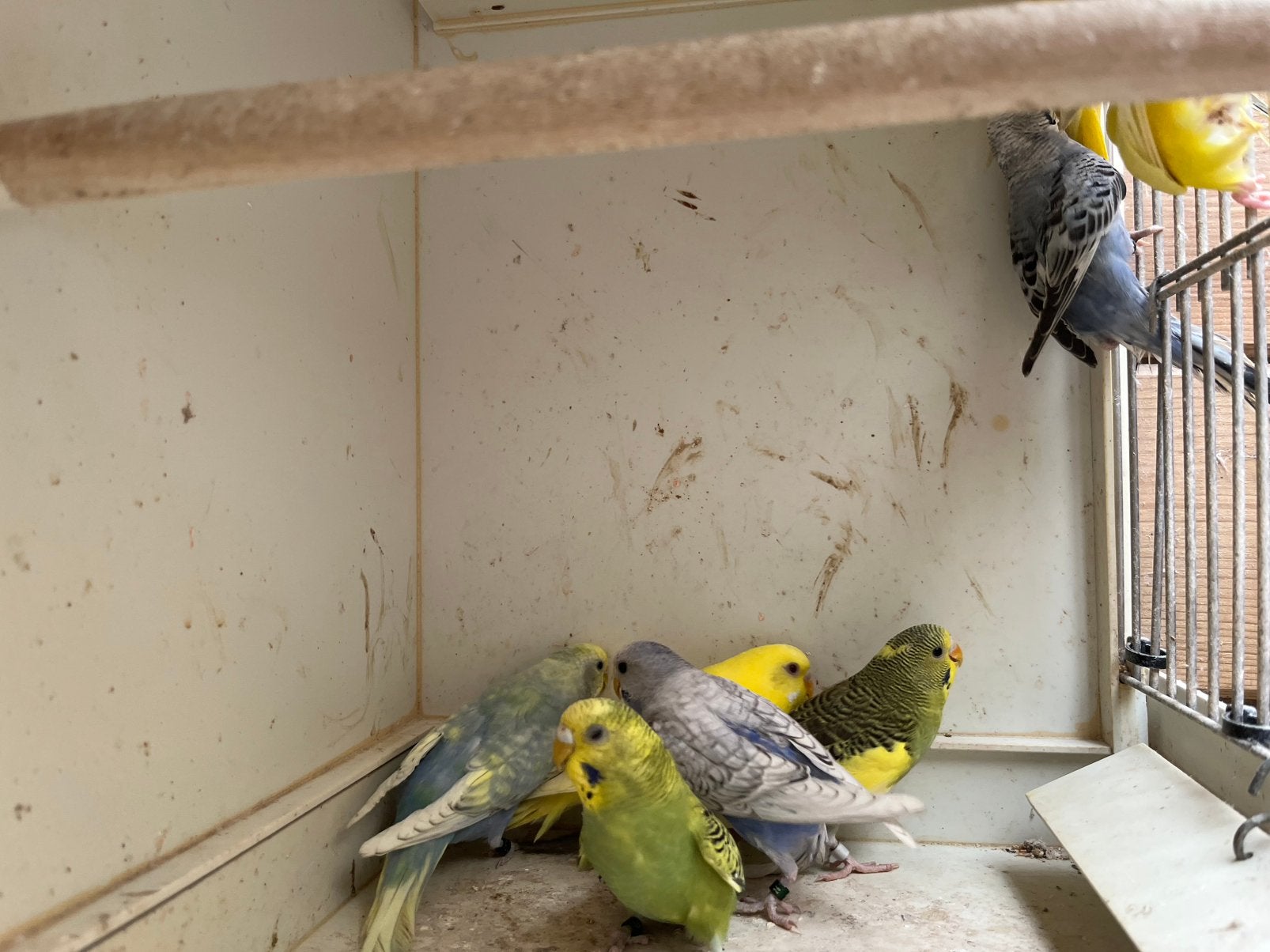 Grasparkieten, Dieren en Toebehoren, Geringd