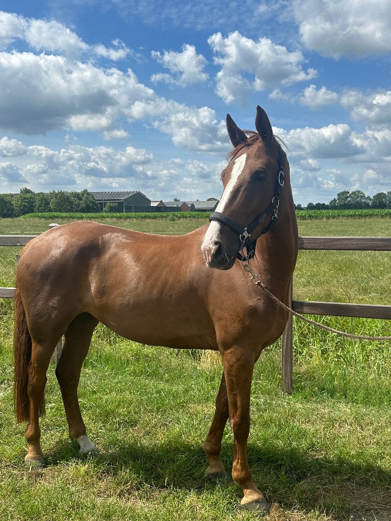 Springpaard te koop, Merrie, Springpaard