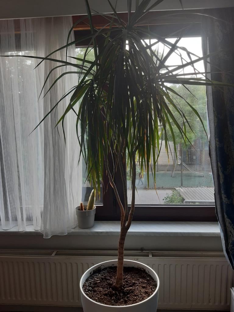 Mooie dracaena marginata, Tuin en Terras, Ophalen