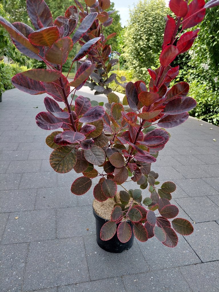 Cotinus Royal Purple, Enlèvement