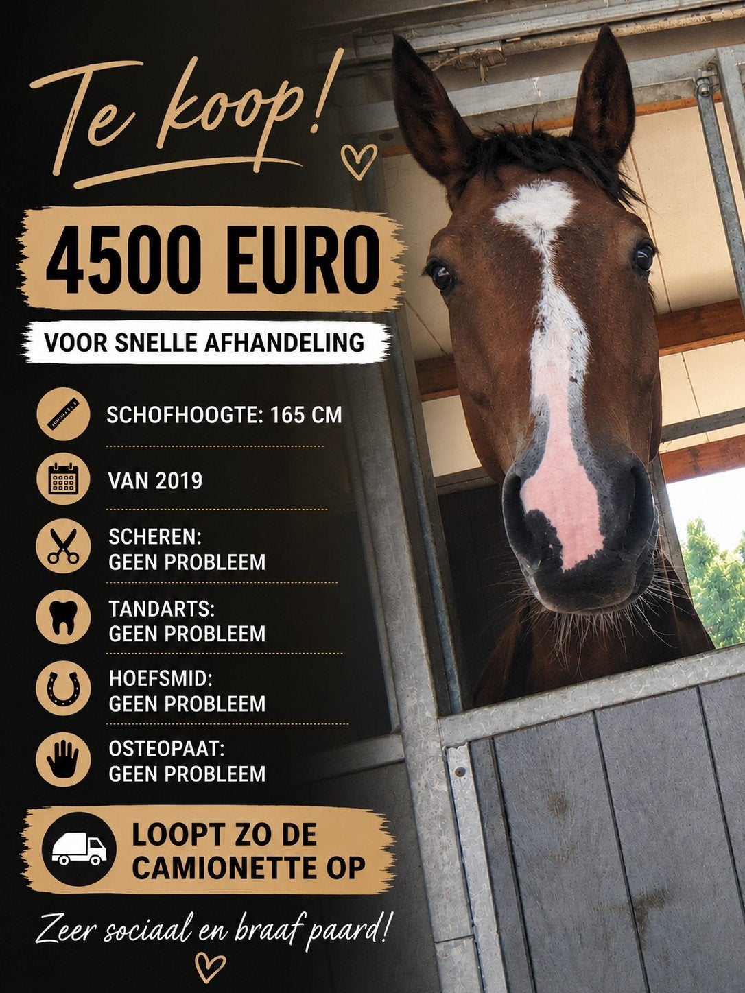Snelle afhandeling, Dieren en Toebehoren, Paarden, Ruin, 160 tot 165 cm, 7 tot 10 jaar, Recreatiepaard, Met stamboom, Gechipt