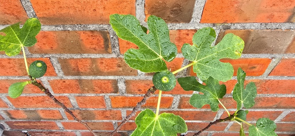 Vijgenboom 'BROWN TURKEY' vijgen boom Ficus Carica 1v7, Ophalen, In pot, Vijgenboom
