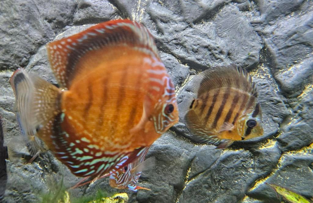 Groupje discuss vissen 9 stuk, Animaux & Accessoires, Poissons | Poissons d'aquarium, Poisson, Poisson d'eau douce, Banc de poissons