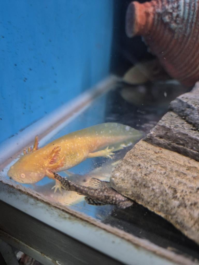 We hebben weer axolotl beschikbaar, Animaux & Accessoires, Reptiles & Amphibiens, Amphibien