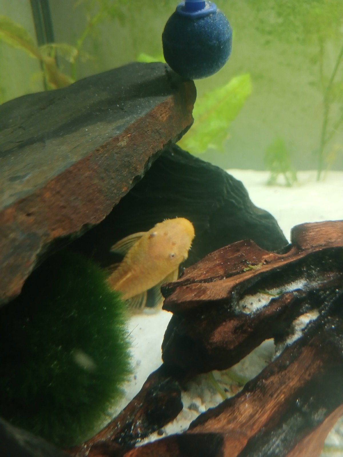 ancistrus gold albinos