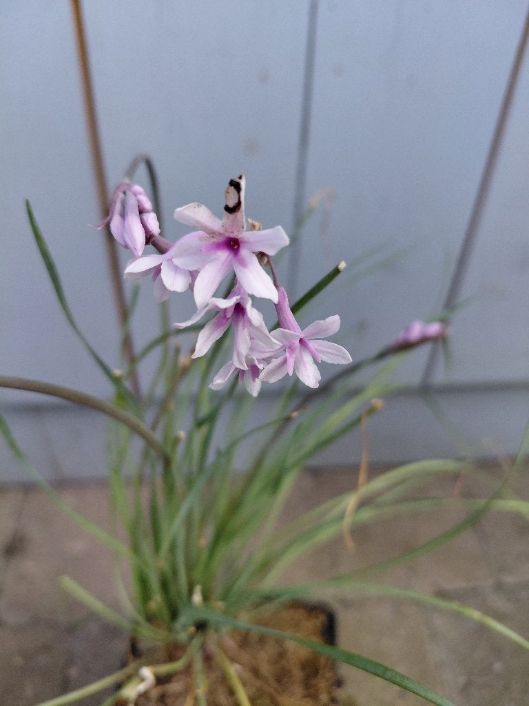 Tulbachia Purple Eye, Ophalen