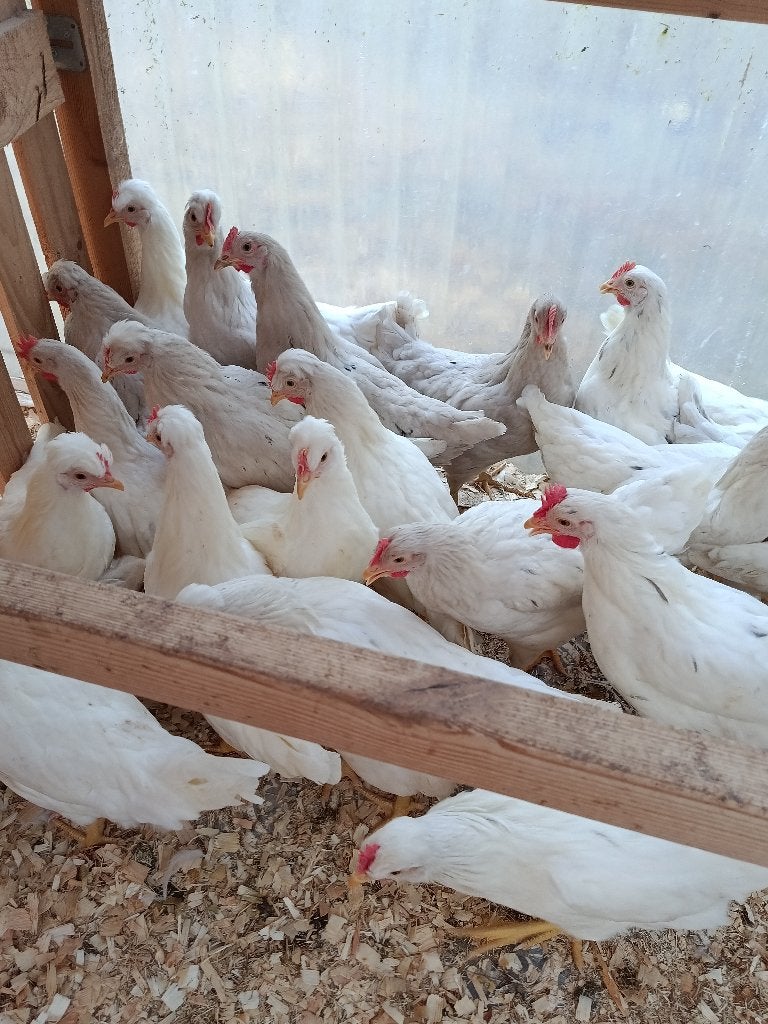 Pondeurs azur/olive - cream legbar des prix sans précédent, Femelle, Poule ou poulet