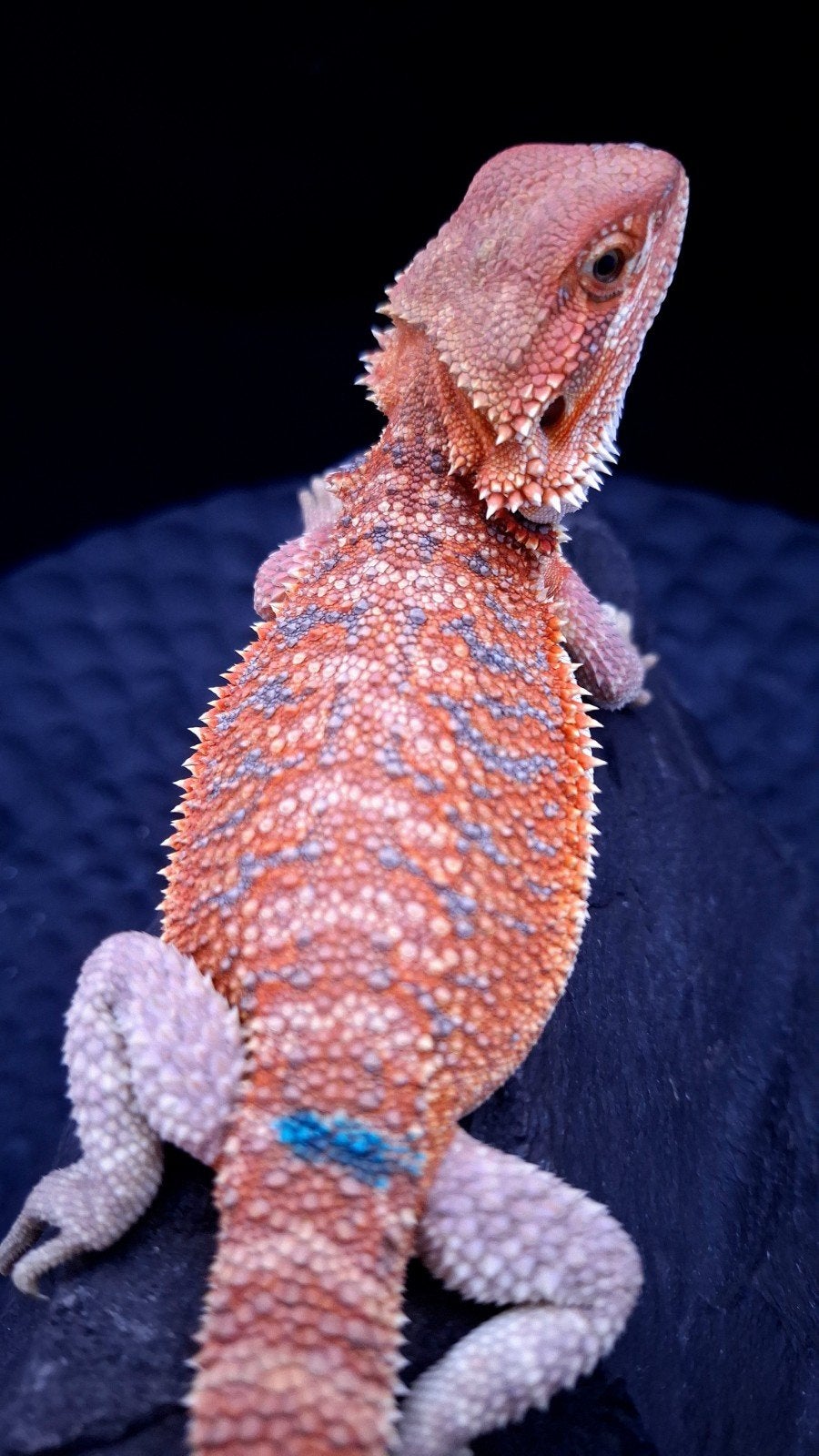 Orange Hypo Blue Bar Baardagaam Man 10 weken oud, Hagedis, 0 tot 2 jaar