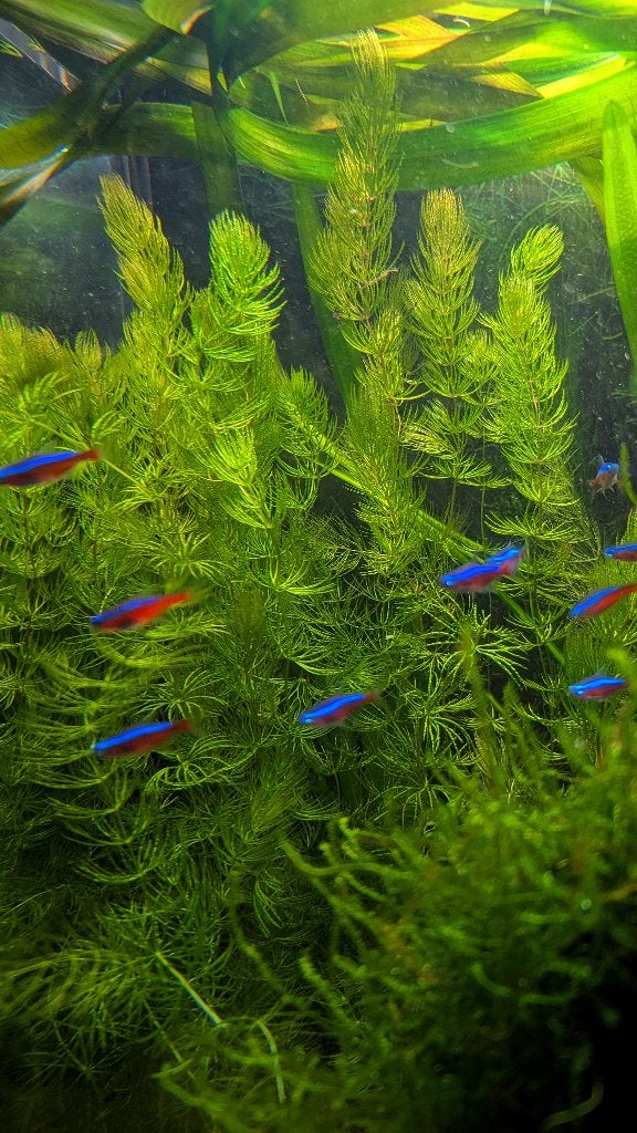 Aquarium planten - Javavaren en meer, Ophalen of Verzenden, Nieuw, Plant(en), Steen of Hout