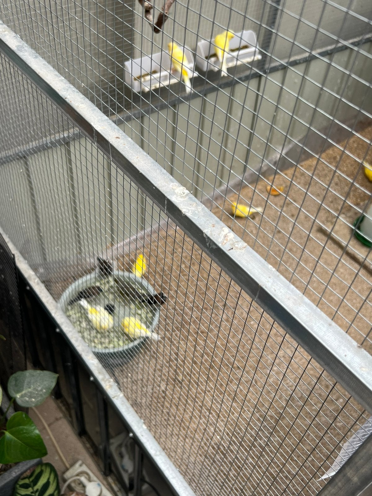 Verschillende kanaries te koop, Dieren en Toebehoren, Vogels | Kanaries, Meerdere dieren