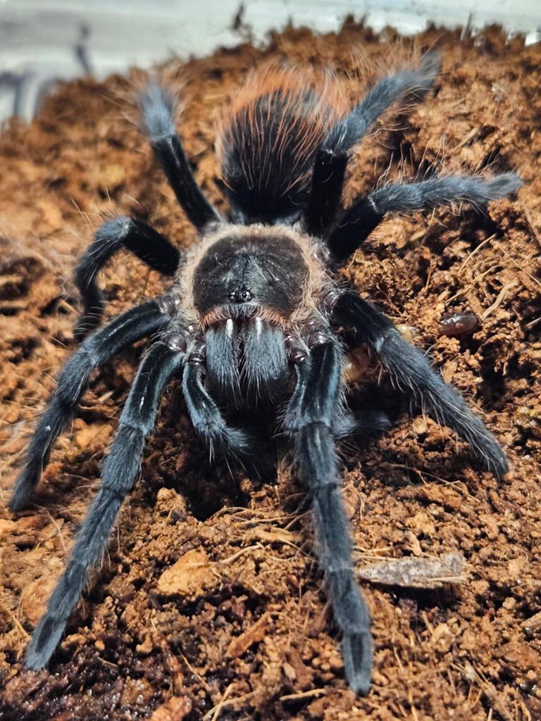 Vrouw Tliltocatl vagans, Dieren en Toebehoren, Insecten en Spinnen