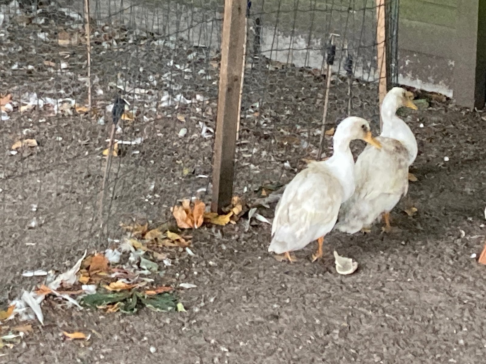 2 witte eenden, Sexe inconnu, Canard