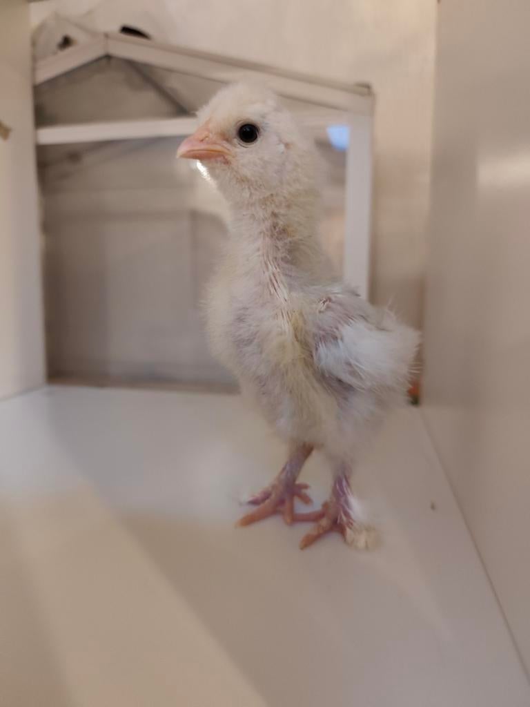 Usa zijdehoen hennen kuikens, Dieren en Toebehoren