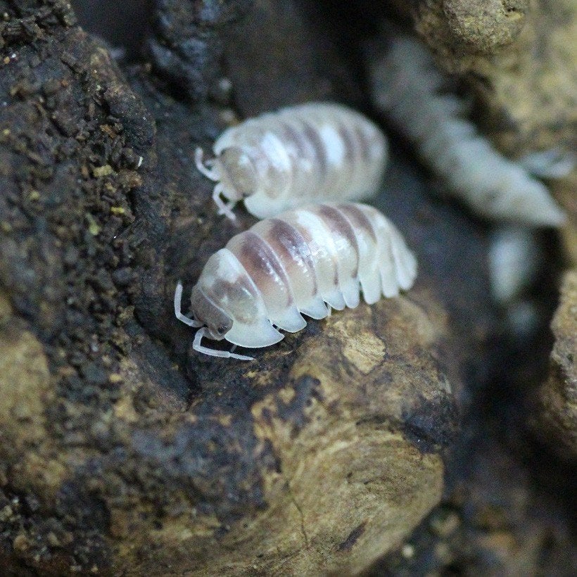 Armadillidium Espanyoli "Marbelized", Dieren en Toebehoren, Insecten en Spinnen, Overige soorten