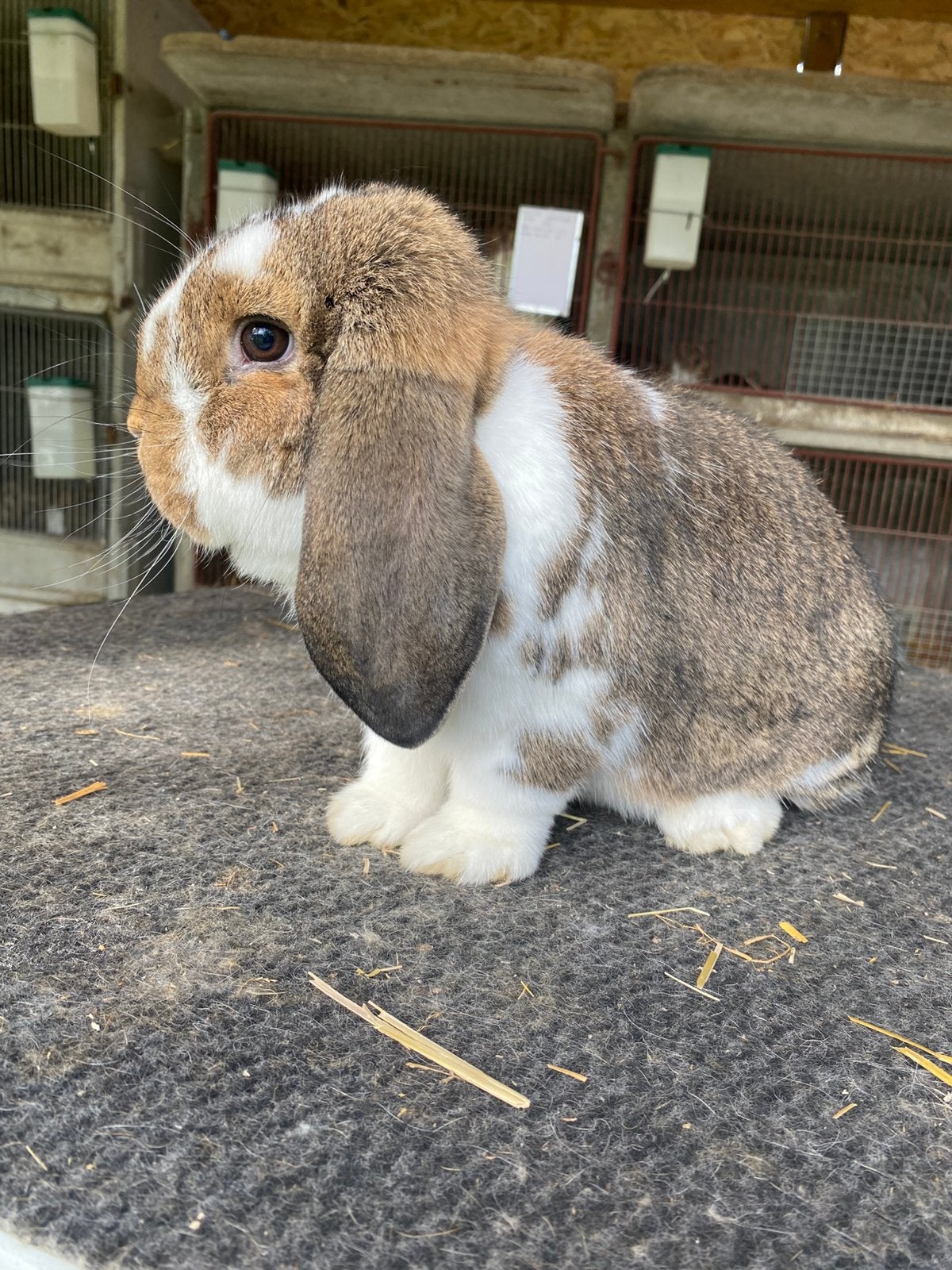 Duitse hangoor konijn, Dieren en Toebehoren, Konijnen, Hangoor