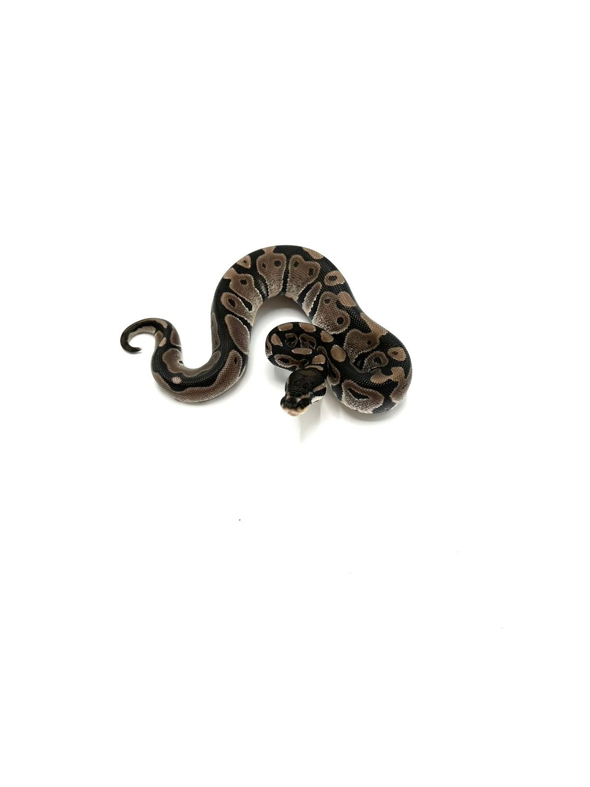 Diverse Python regius - koningspythons Ball Python photo 21