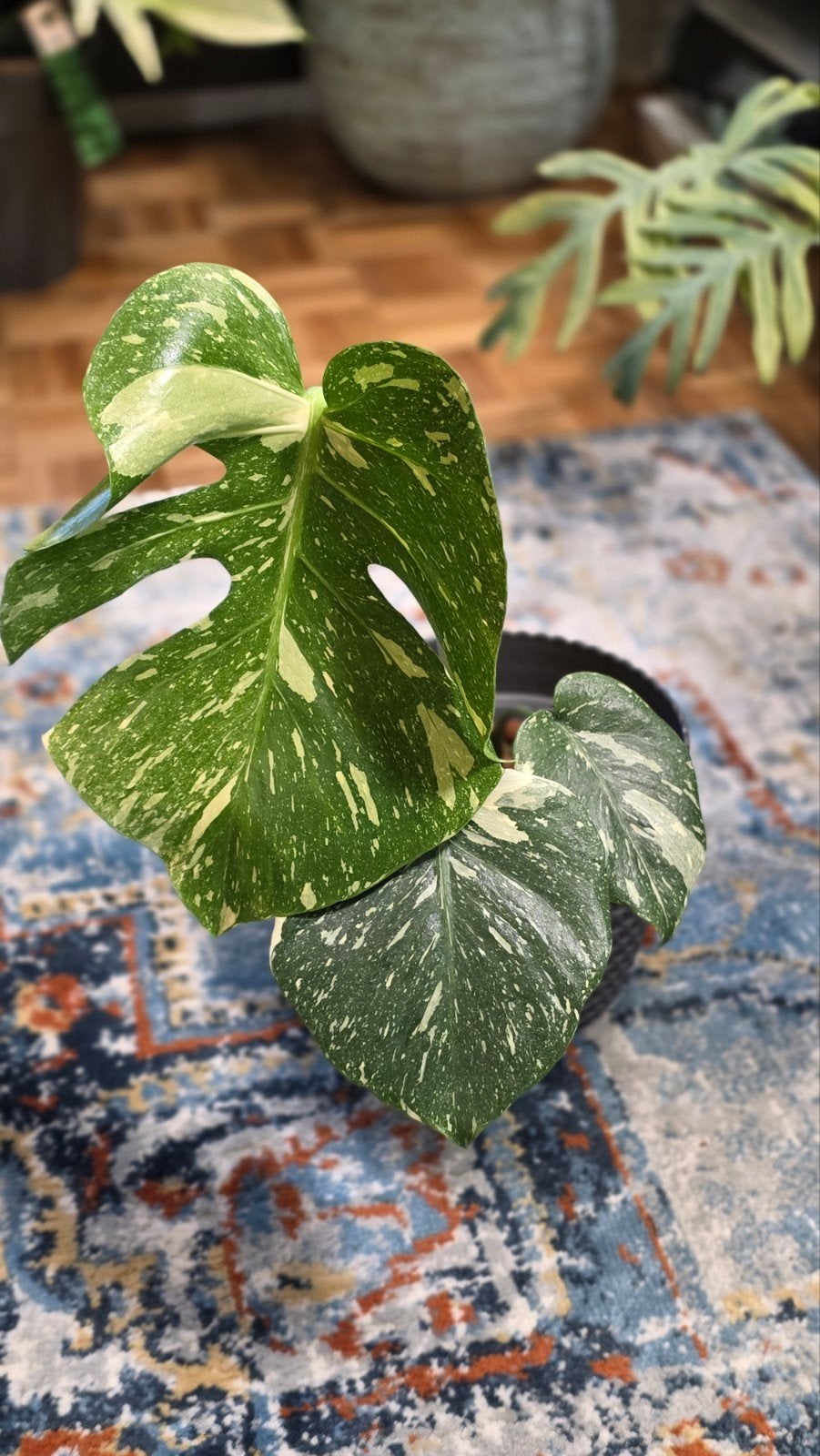 Monstera thai constellation, Maison & Meubles, Enlèvement ou Envoi