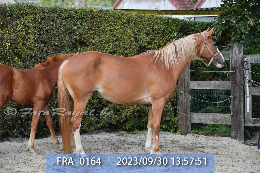 MERRIES BWP 7 EN 8 JAAR, Merrie, Springpaard, Met stamboom, 7 tot 10 jaar