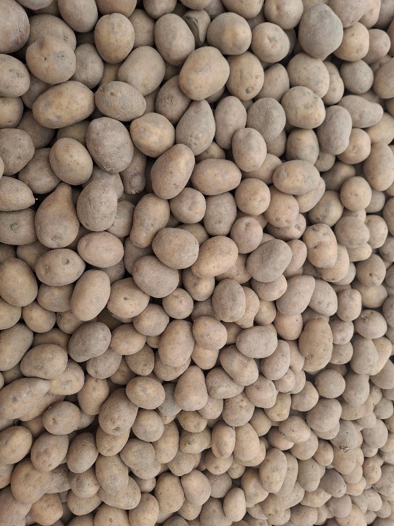 Plant aardappelen melodi, Ophalen