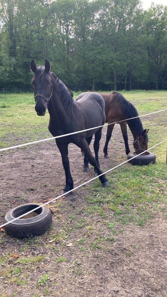 Fries hengst 1jaar oud met enkel eco pass, Hengst