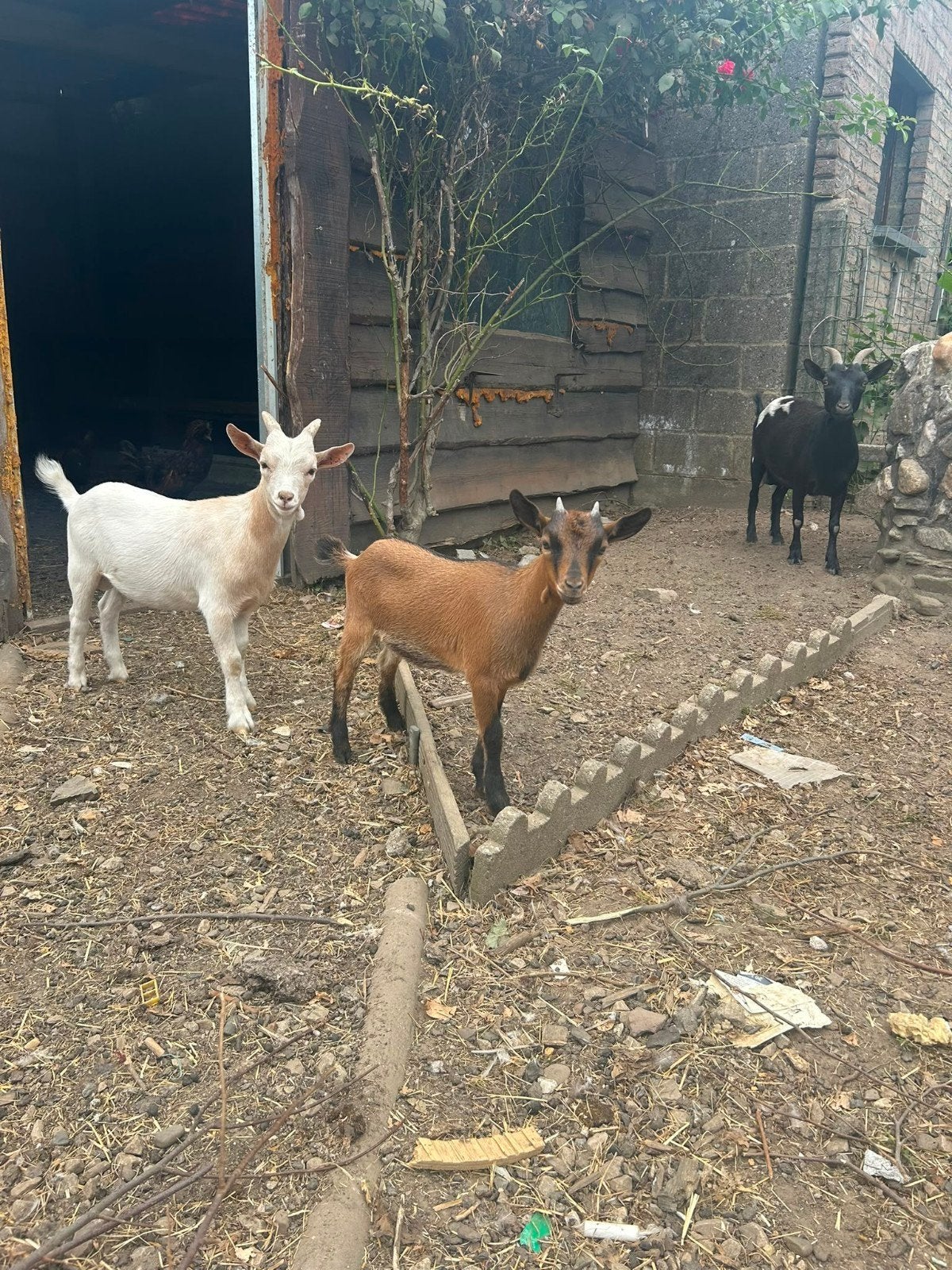 Chèvres, Septembre, Plusieurs animaux