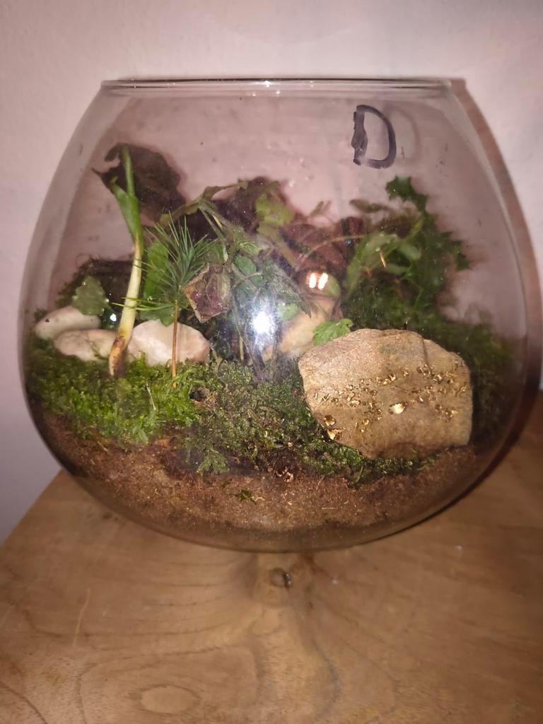 Plantenbiotoop met inheemse planten, Ophalen